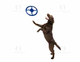 Garanta momentos de pura diversão e interação com o seu pet com o nosso frisbee colorido! Disponível em diversas cores vibrantes, ele é perfeito para brincadeiras ao ar livre, estimulando a atividade física e melhorando a sua saúde e a do seu melhor amigo. Feito com plástico, é fácil de lançar e confortável para o pet segurar. Torne os passeios ainda mais animados e proporcione ao seu amigão uma experiência cheia de energia e alegria!